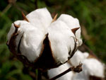 Cotton