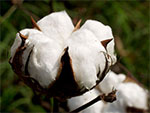 cotton